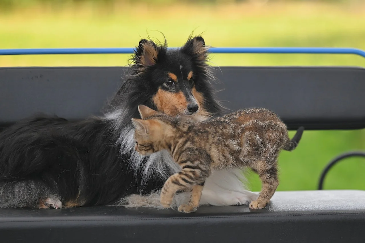 Heartwarming Harmony: Shetland Sheepdog Meets Playful Kitten
