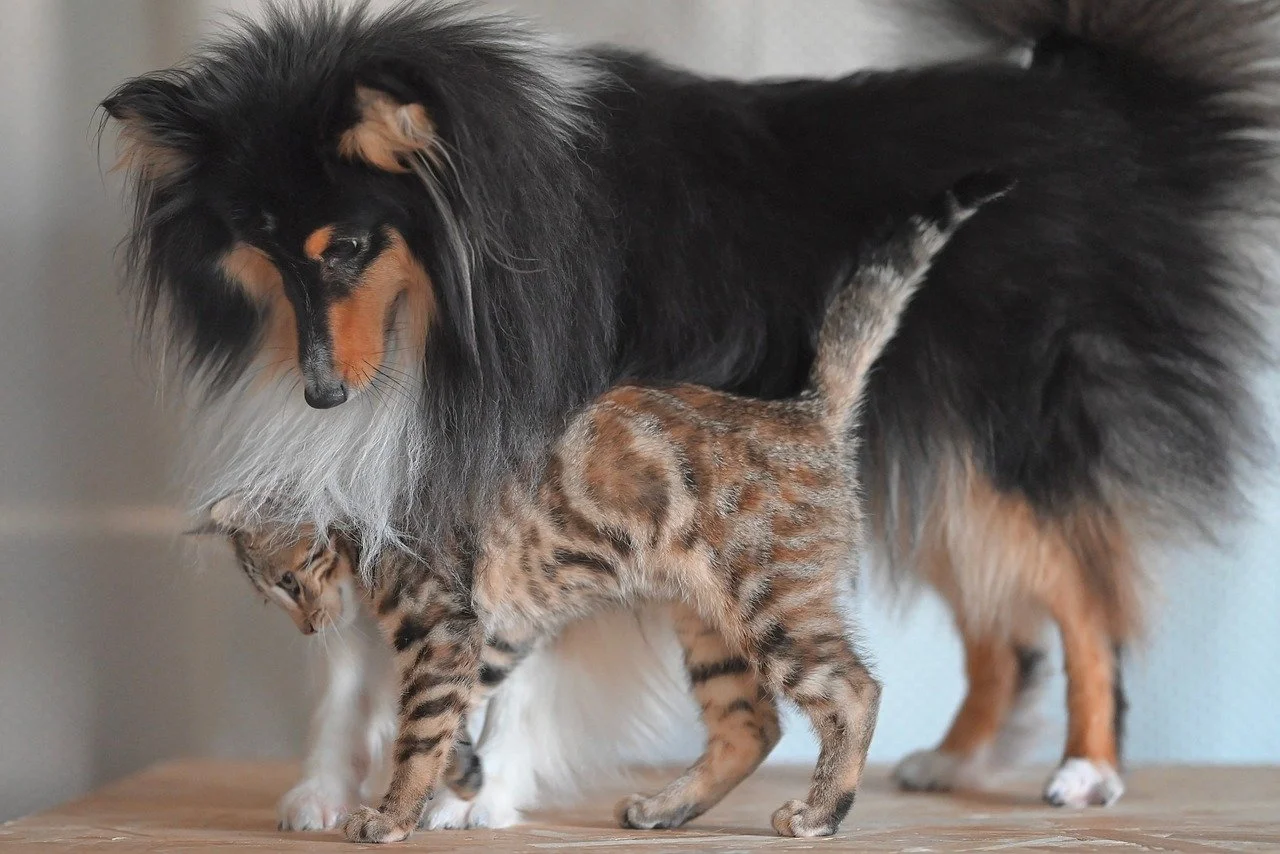 Unlikely Friends: Majestic Sheltie Guards Curious Kitten