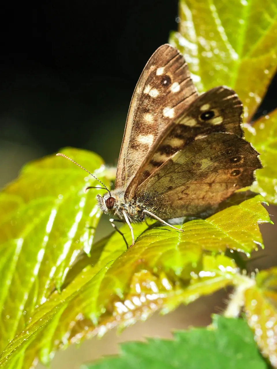 Stunning Macro: Butterfly's Intricate Wing Details