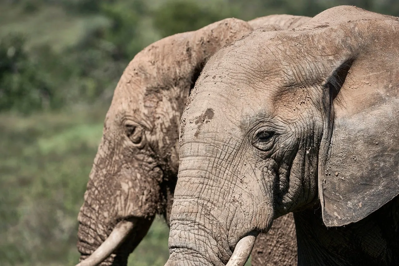 Majestic African Elephants: Giants of the Savannah