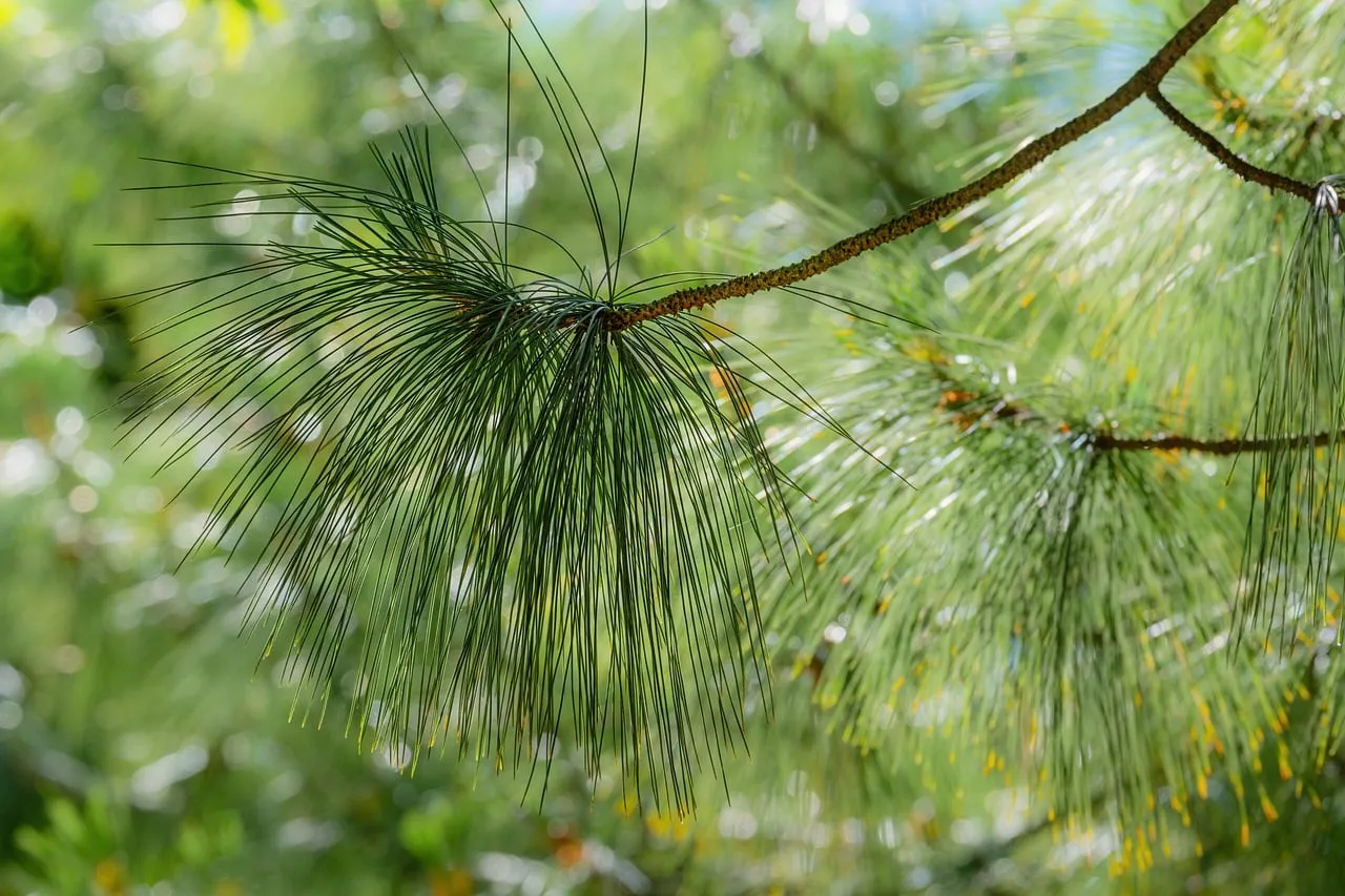 Vibrant Pine Needles: A Macro Glimpse into Forest Serenity