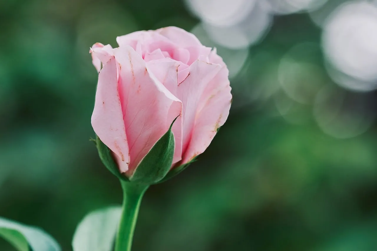 Delicate Pink Rose Bud: A Symbol of Spring's Gentle Embrace