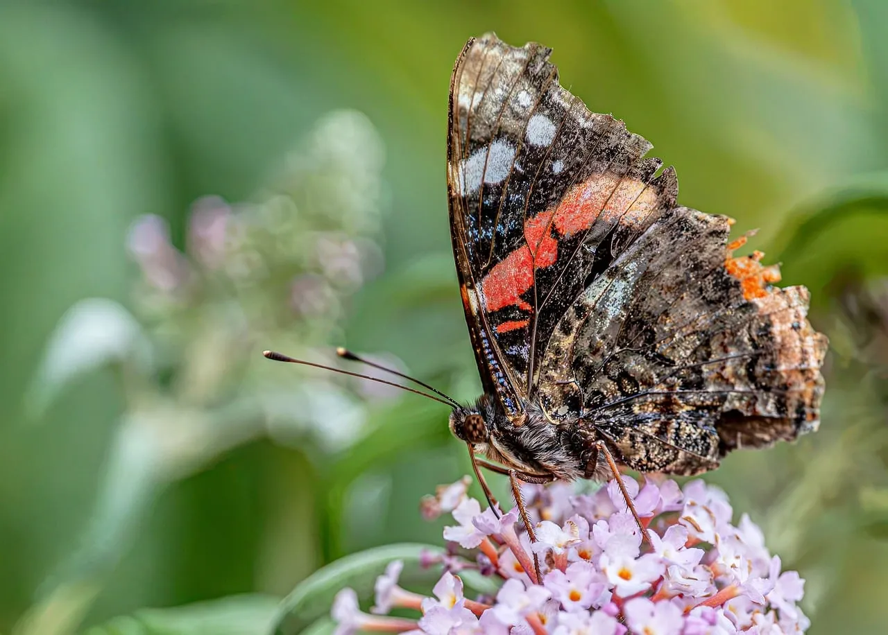 Vibrant Red Admiral Butterfly on Pink Buddleja