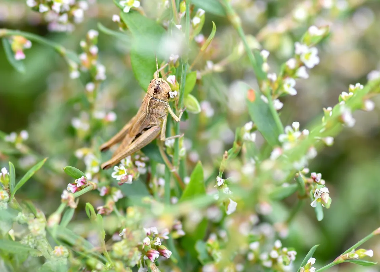 Macro Marvel: Desert Locust Amidst Delicate Floral Foliage