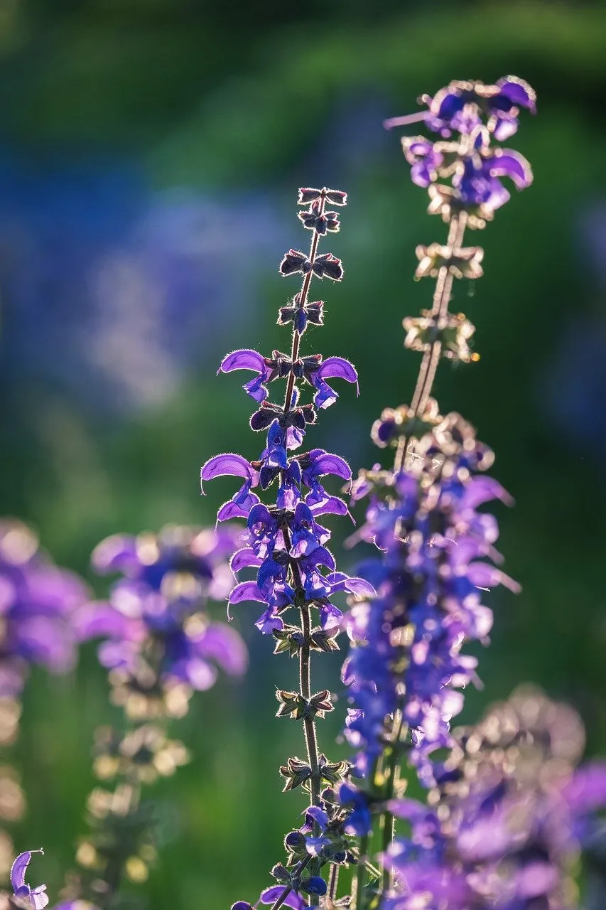 Enchanting Lavender: Backlit Purple Blooms in a Serene Garden