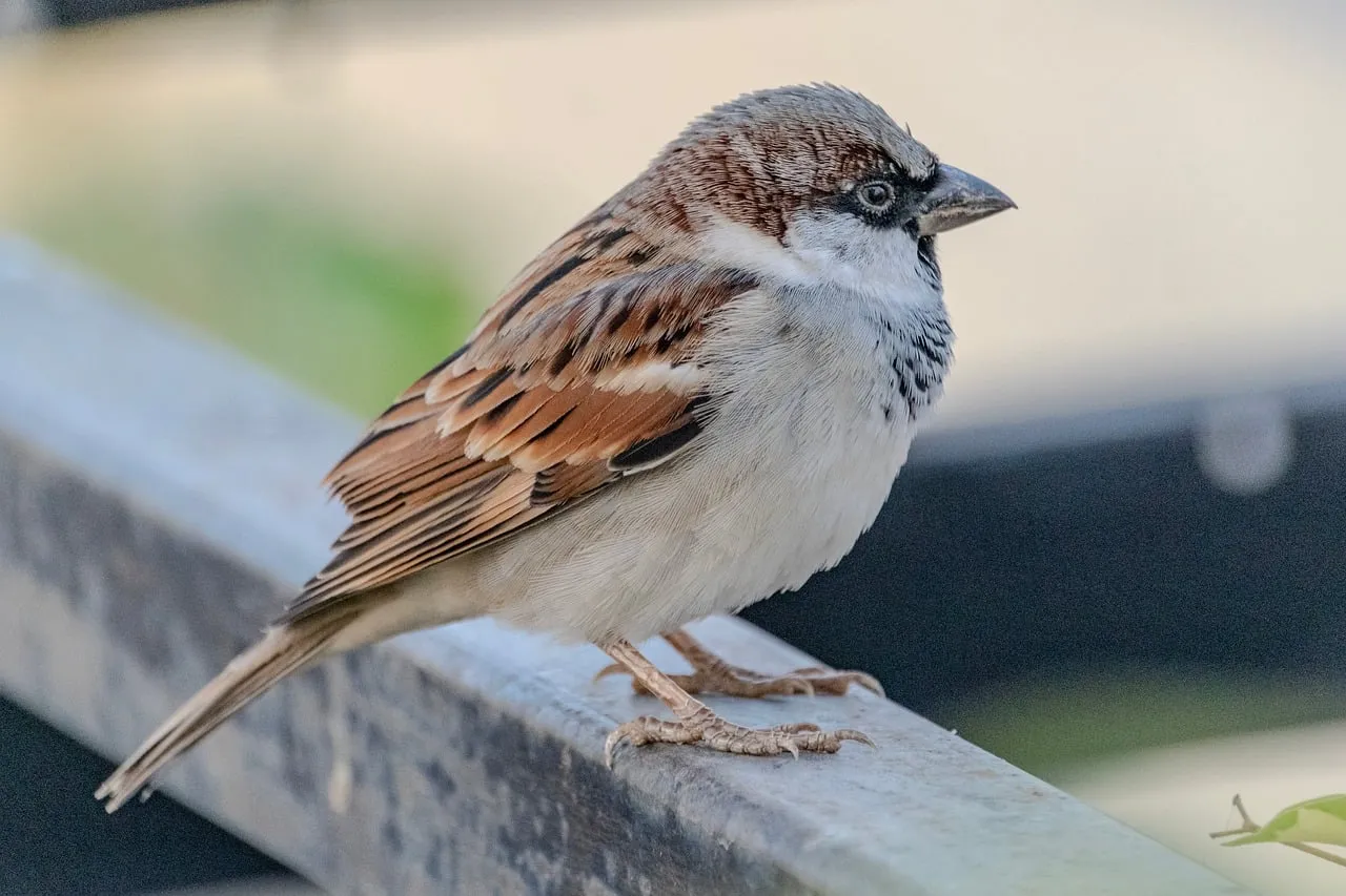 Vibrant House Sparrow Perched in Spring Sunlight