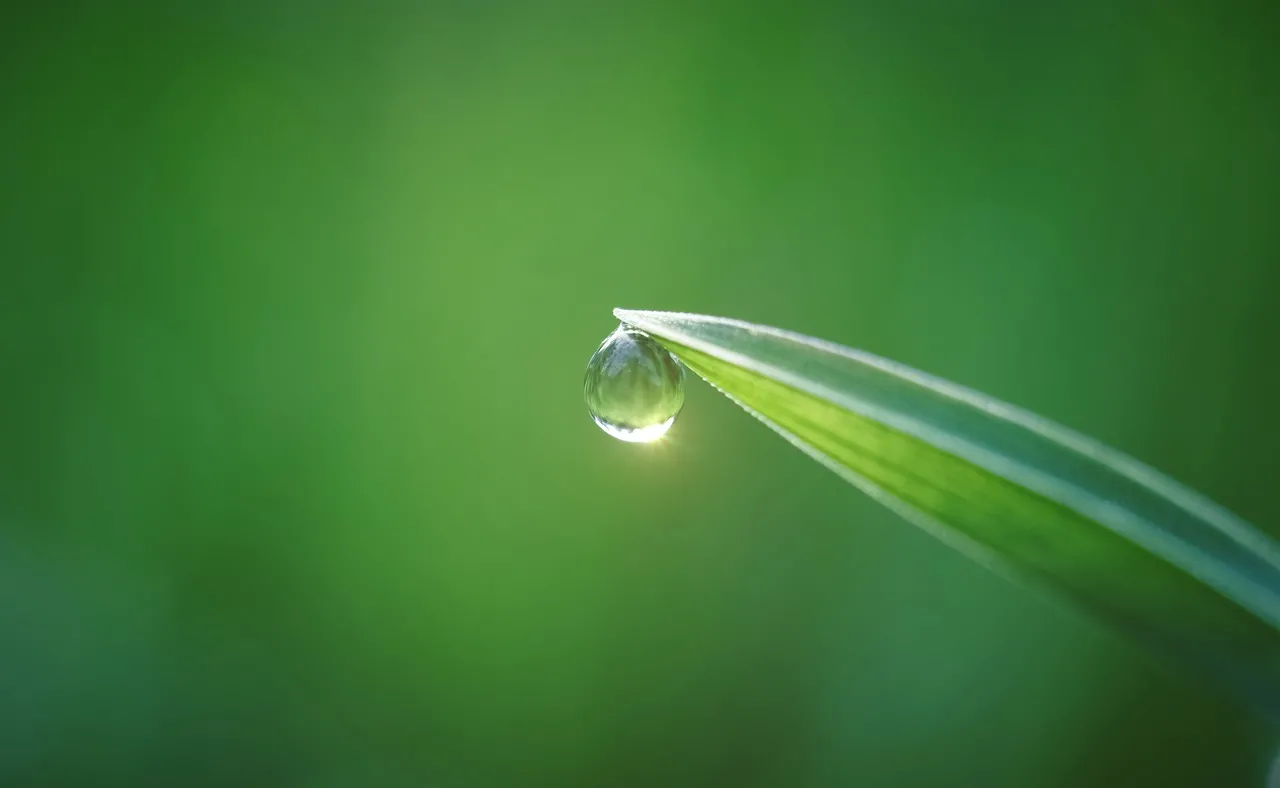 Sparkling Morning Dewdrop on Vibrant Green Grass Blade