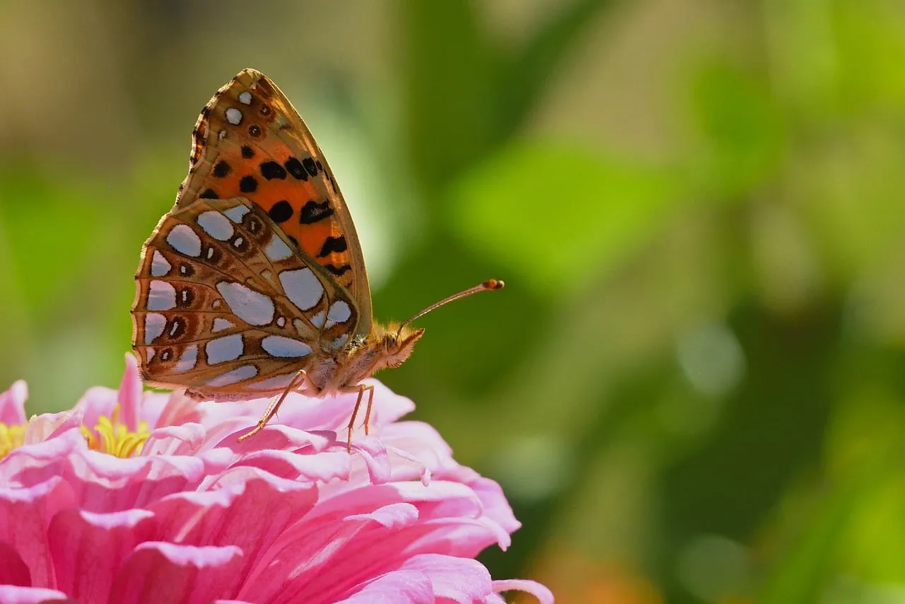 Vibrant Zinnia: Butterfly's Graceful Dance in Summer Garden