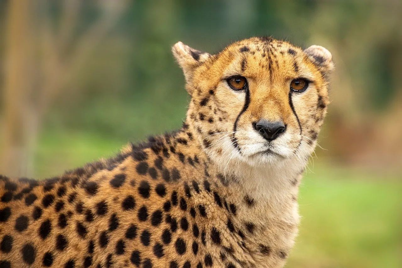 Majestic Cheetah: Nature's Speed Demon in Focus