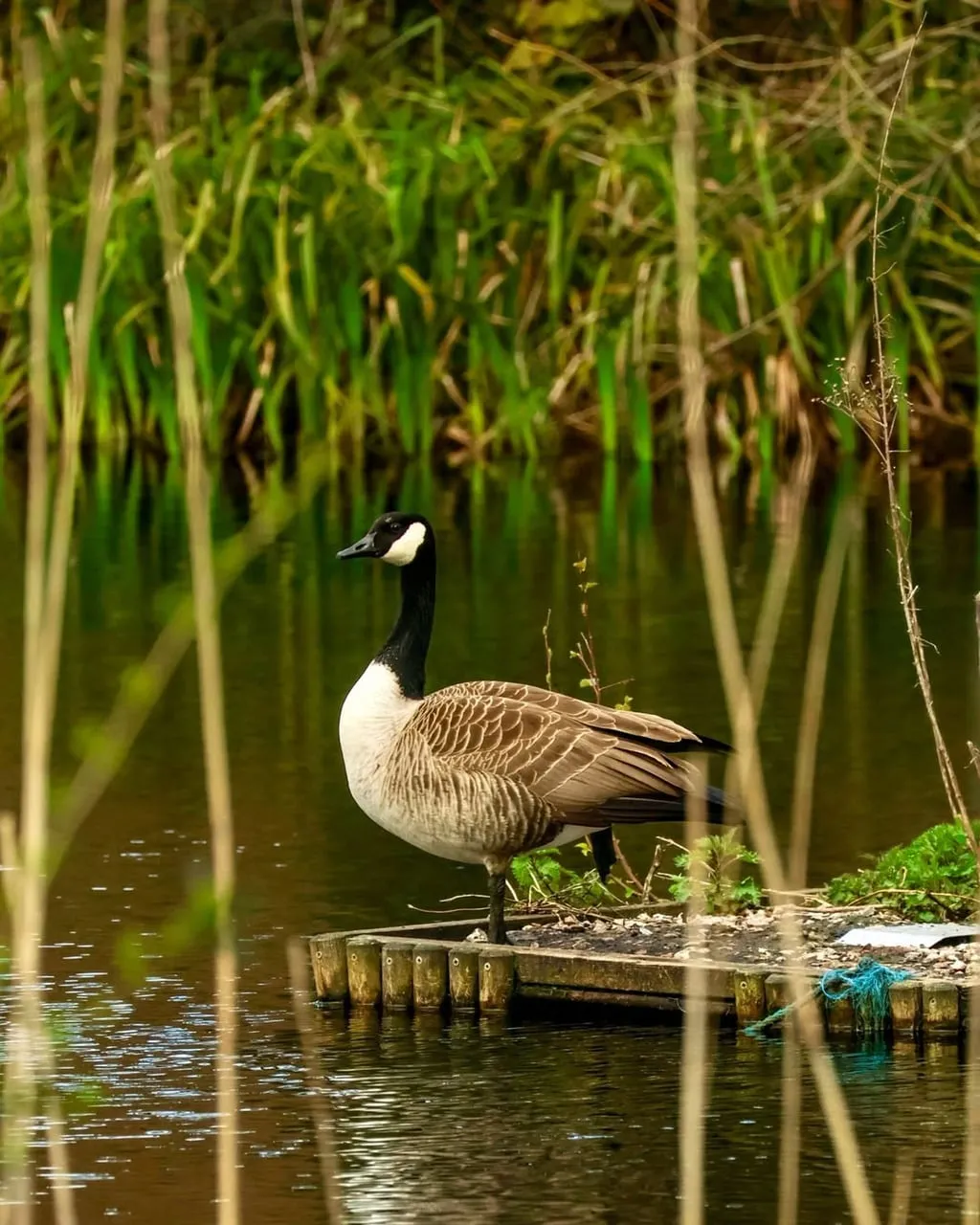 Serene Wetland Watch: Majestic Canada Goose Reflecting Nature's Calm