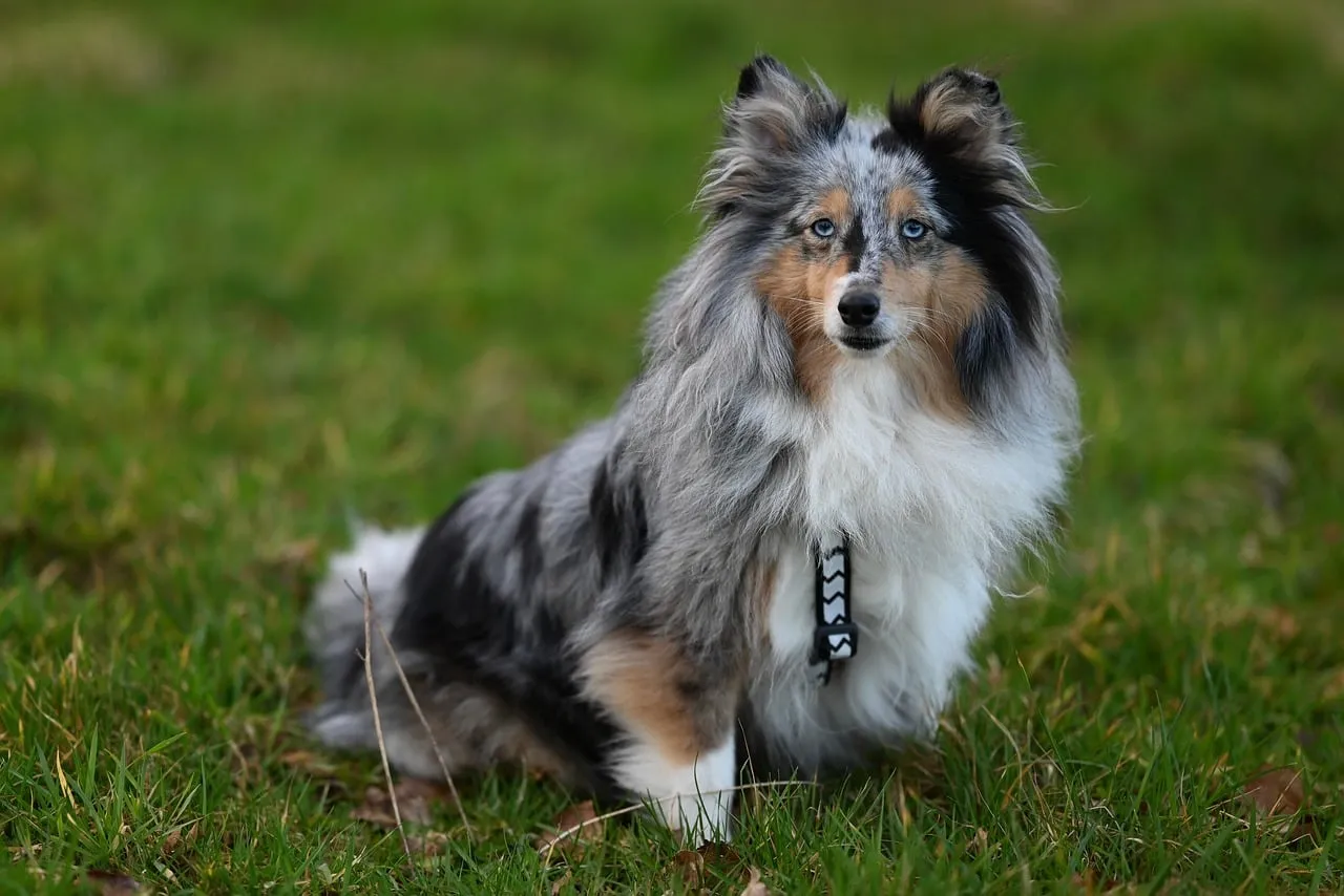 Stunning Shetland Sheepdog: Blue Merle Beauty in Nature