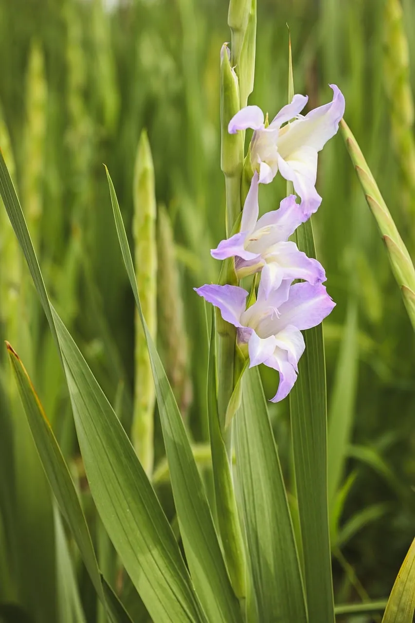 Vibrant Purple Iris Blooms in a Serene Garden