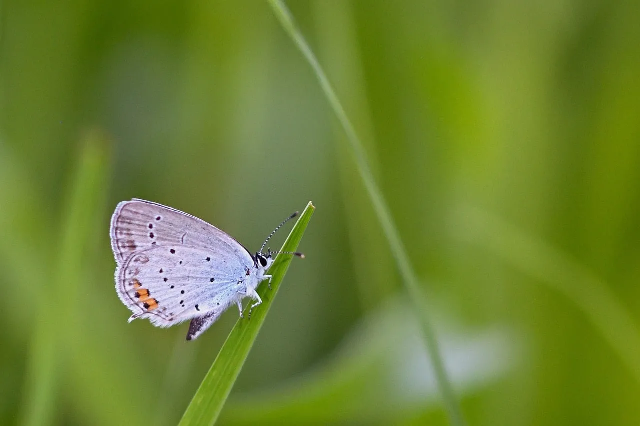 Delicate Blue Butterfly Perched on a Vibrant Green Blade