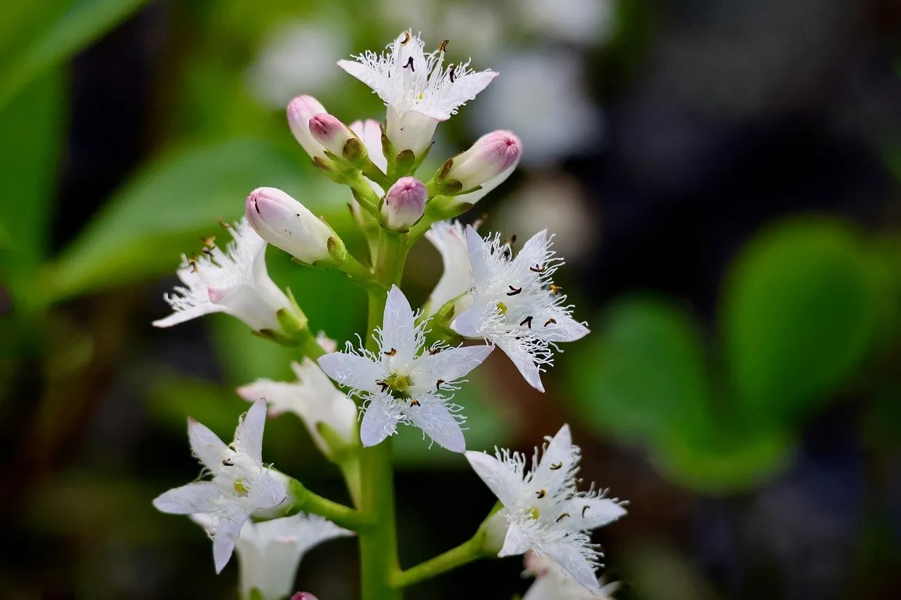 Exquisite Macro: Delicate White Swamp Flowers Unveiled