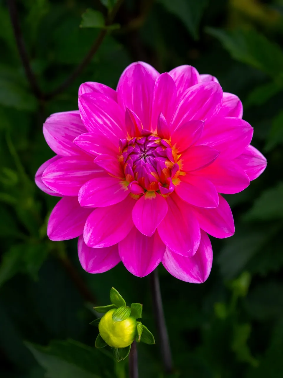Vibrant Pink Dahlia Bloom: Summer Garden's Jewel