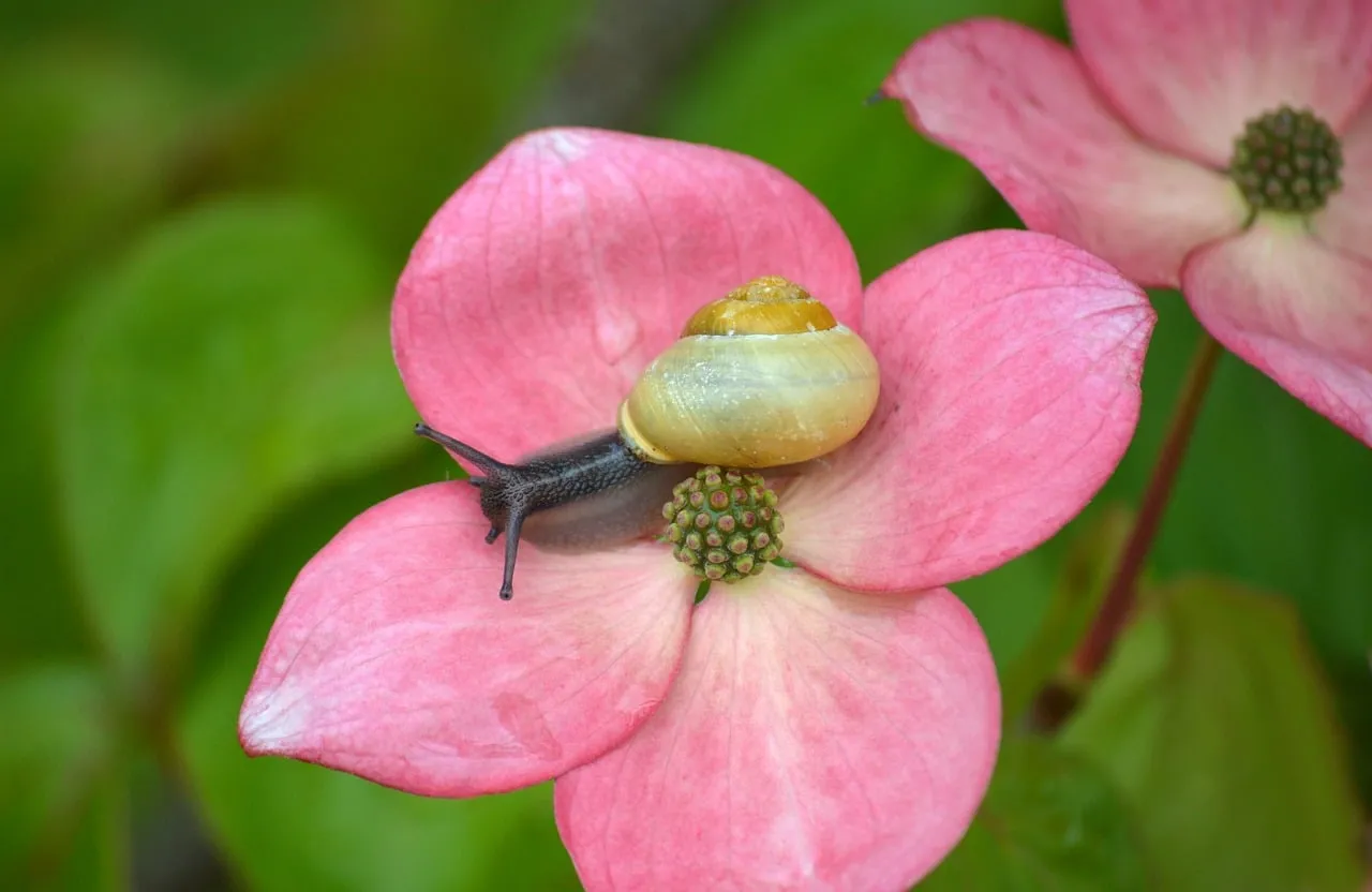 Enchanting Macro: Snail Resting on a Vibrant Pink Flower