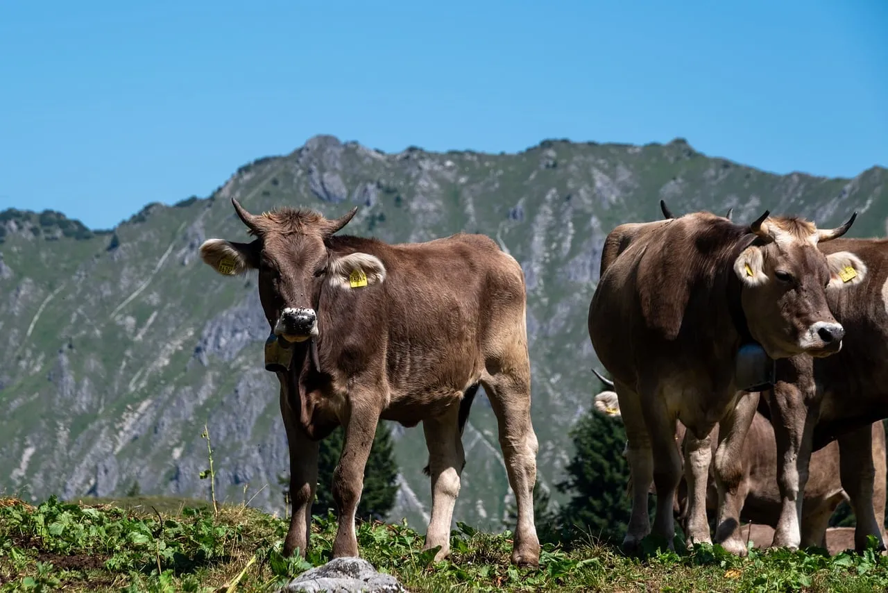 Majestic Alpine Pastures: Serene Cows in Allgäu