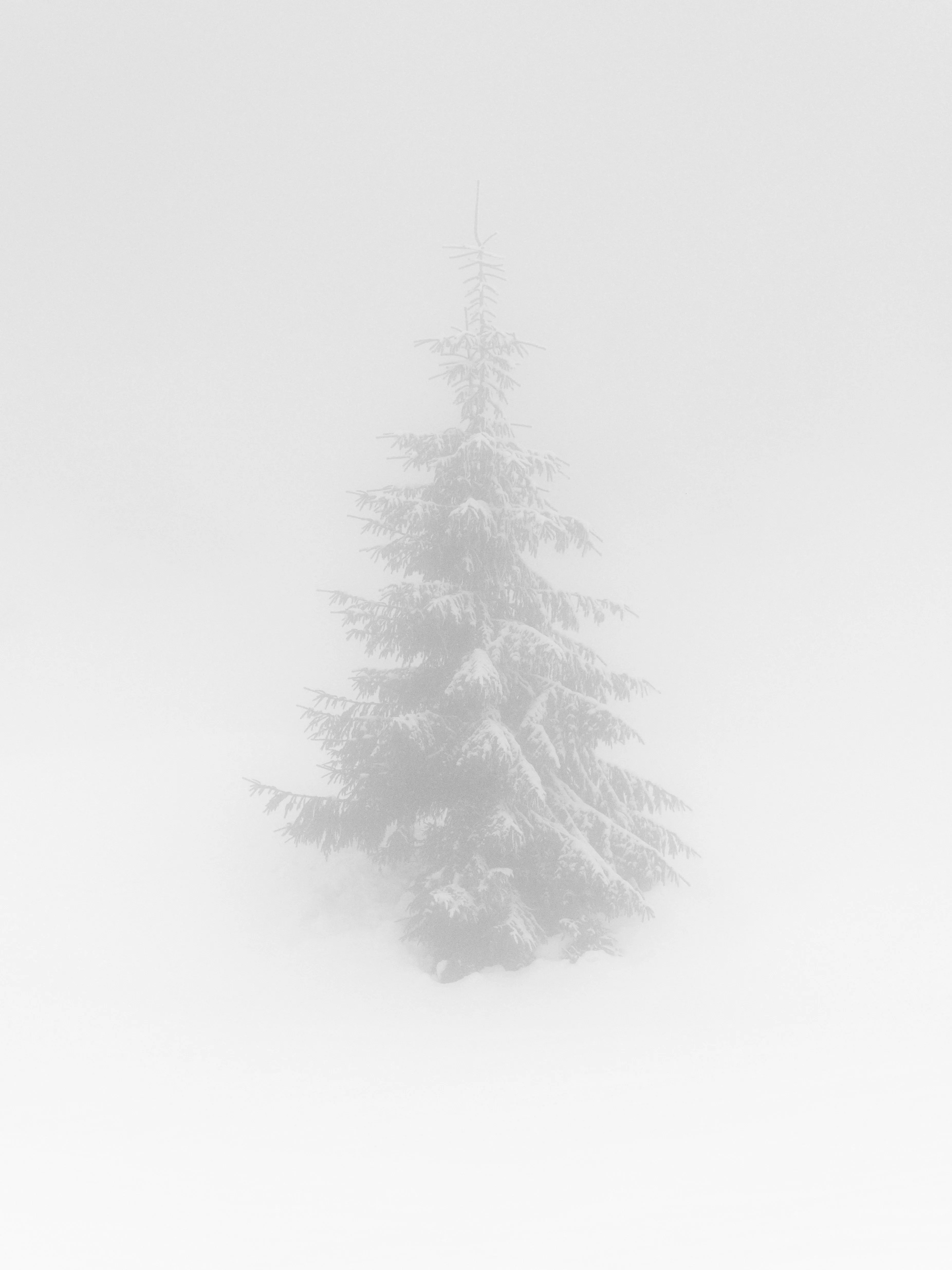 Ethereal Winter Solitude: Lone Pine in Dense Fog
