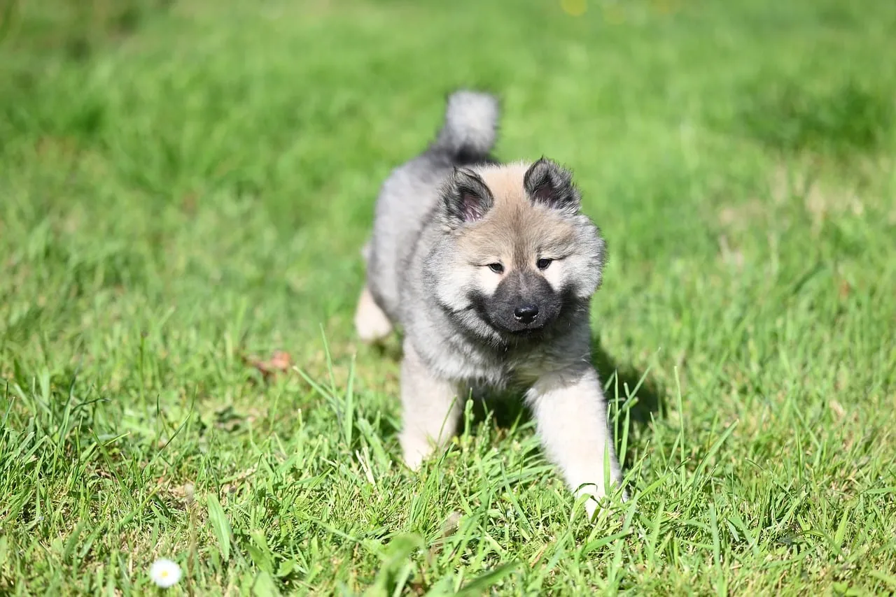Adorable Eurasier Puppy: Joyful Spring Frolics in Green Grass