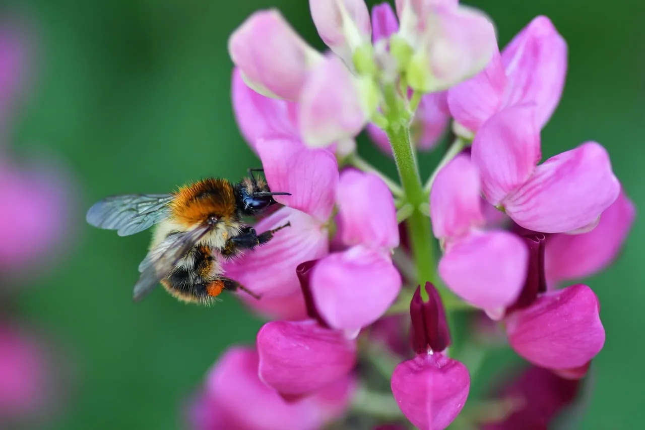 Vibrant Macro: Bumblebee Pollinating Pink Lupin