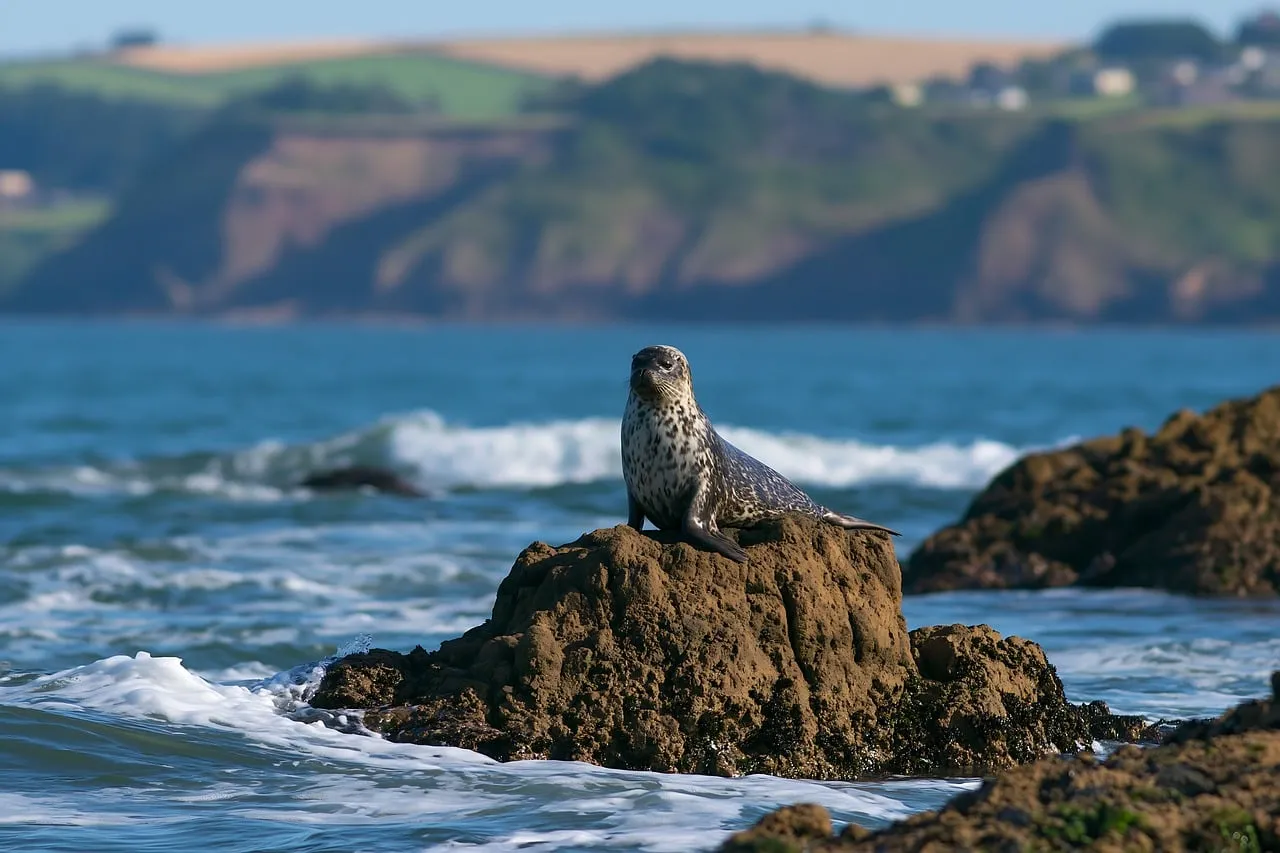 Majestic Seal Rests on Rocky Outcrop by the Wild Ocean