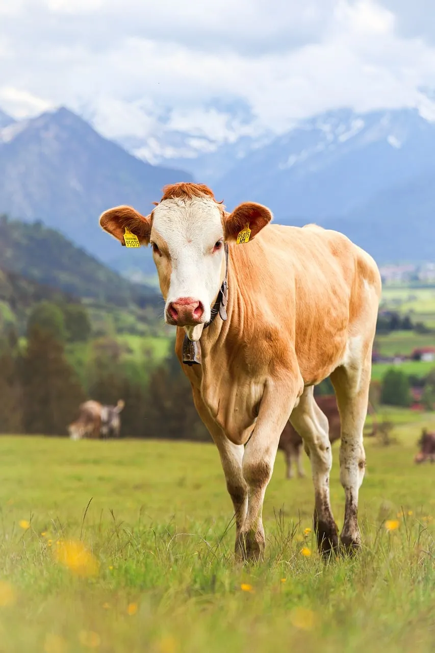 Majestic Alpine Cow Grazing in a Serene Mountain Meadow