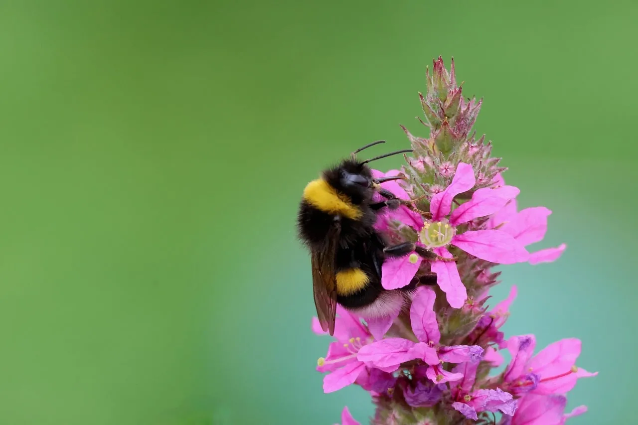 Vibrant Spring: Bumblebee Pollinating Pink Flower in Macro Detail