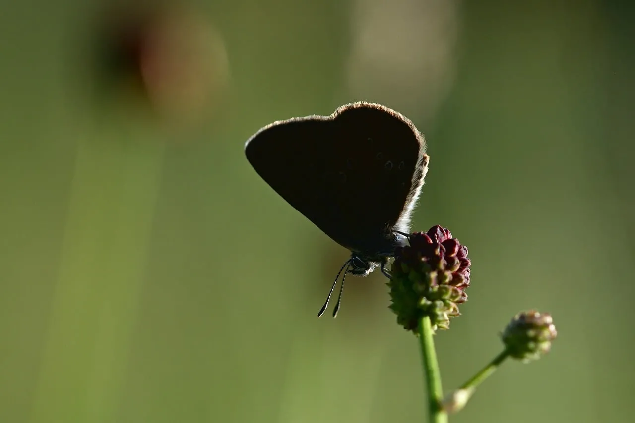 Enchanting Twilight: Butterfly Silhouette on Wiesenknopf