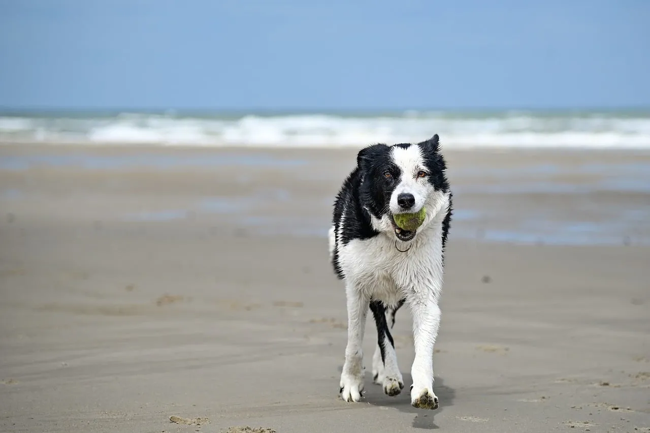 Joyful Border Collie Sprinting with Ball on Beach