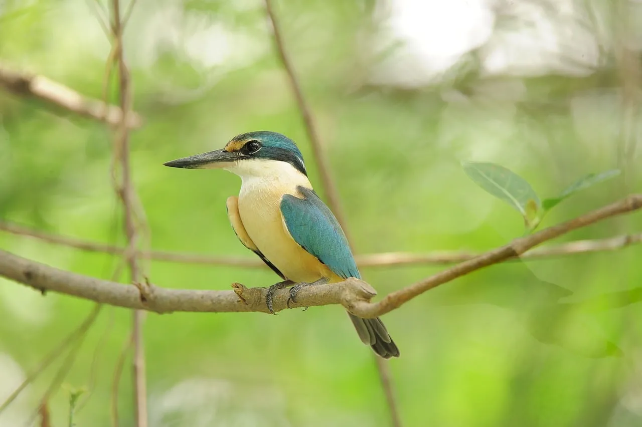 Vibrant Kingfisher Perched: Nature's Avian Gem