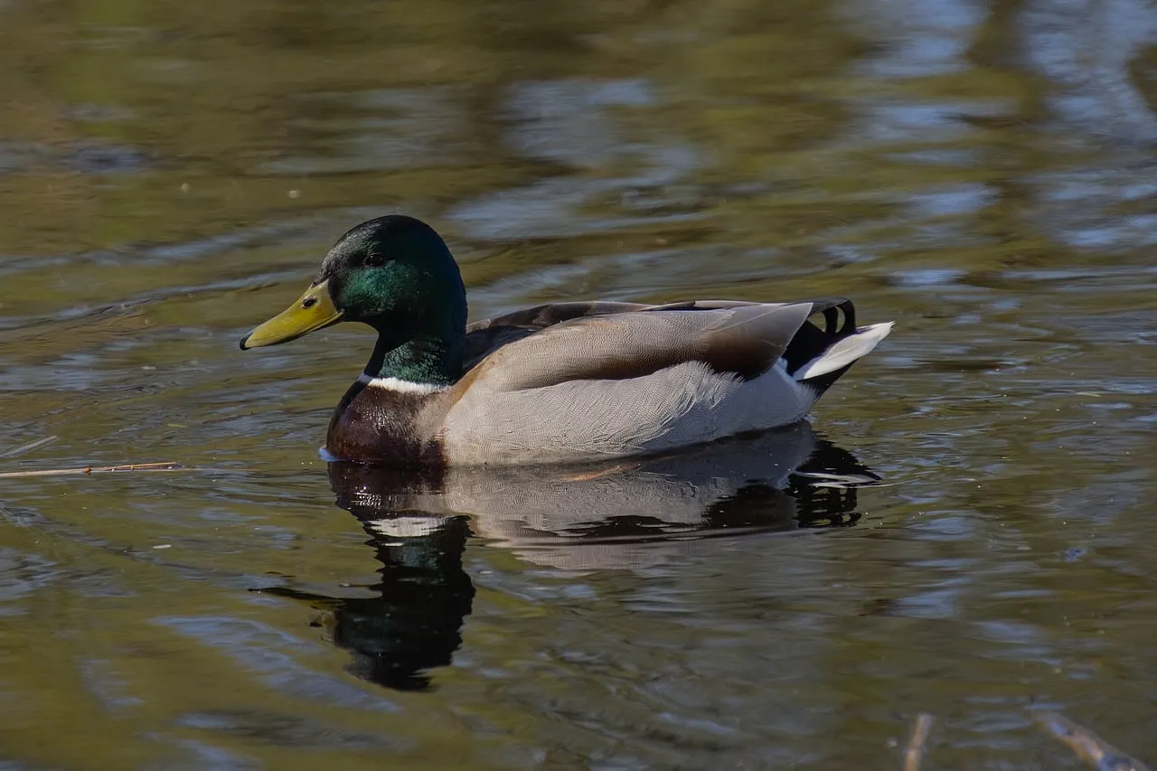 Vibrant Mallard Drake Gliding on Tranquil Lake Waters