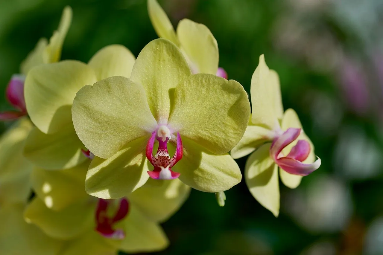Stunning Yellow Orchid: Nature's Delicate Spring Bloom