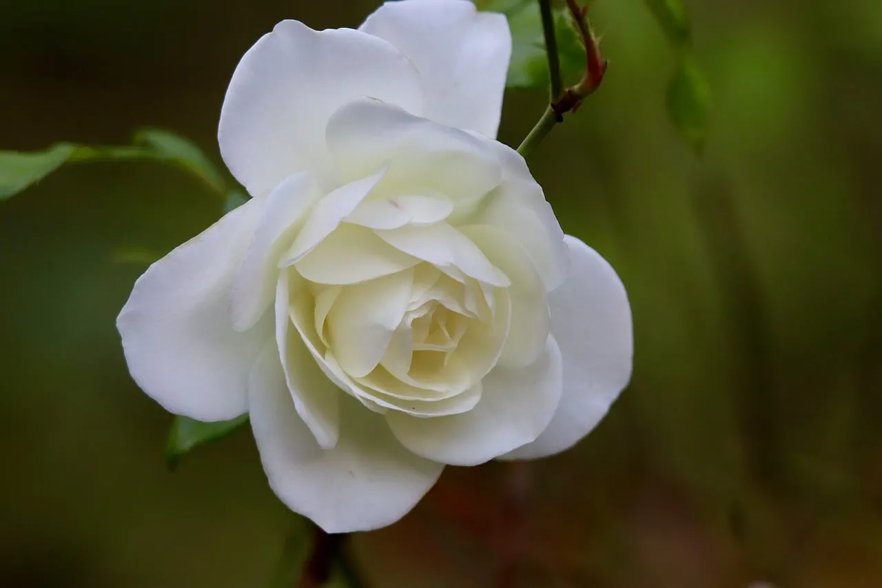 Stunning White Rose: Elegance Unveiled in Nature's Embrace