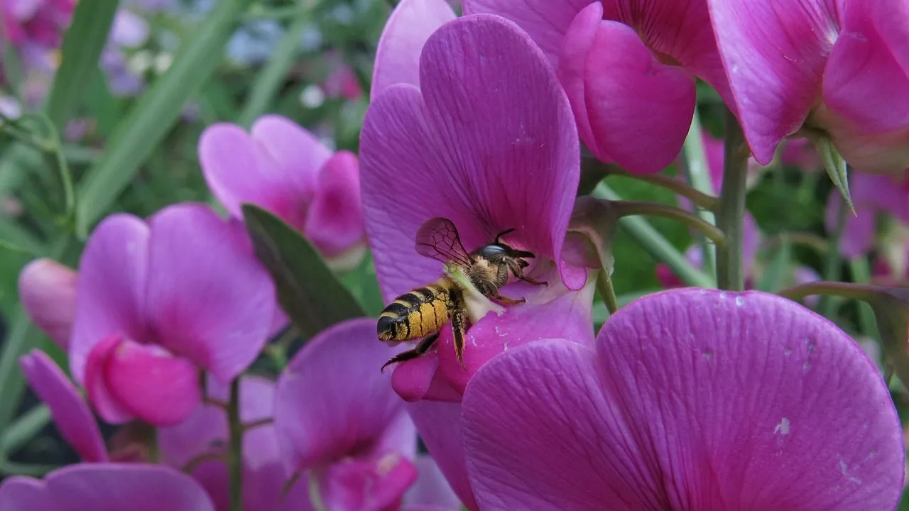 Vibrant Purple Bloom: Bee's Pollination Dance on Sweet Pea