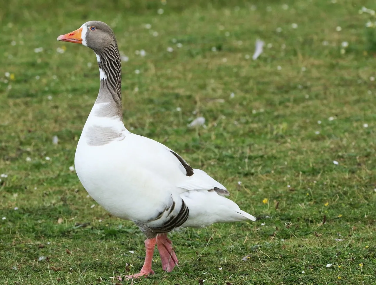 Majestic Goose Strolls: Serene Nature's Grace