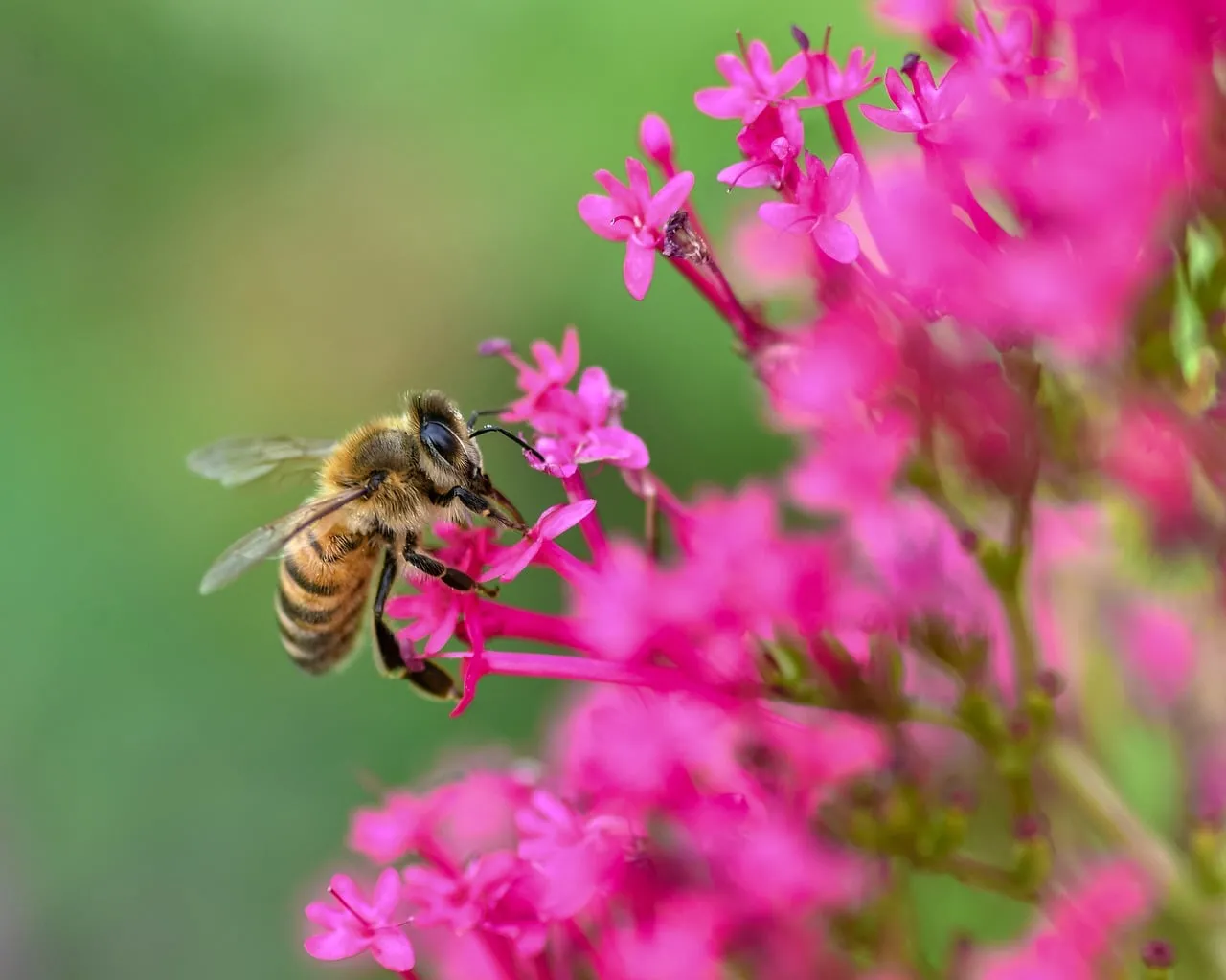 Vibrant Macro: Honeybee Pollinating Pink Valerian