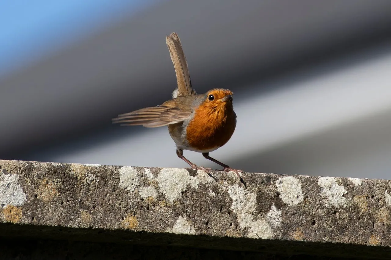 Vibrant Robin Flaunts Feathers on a Weathered Ledge