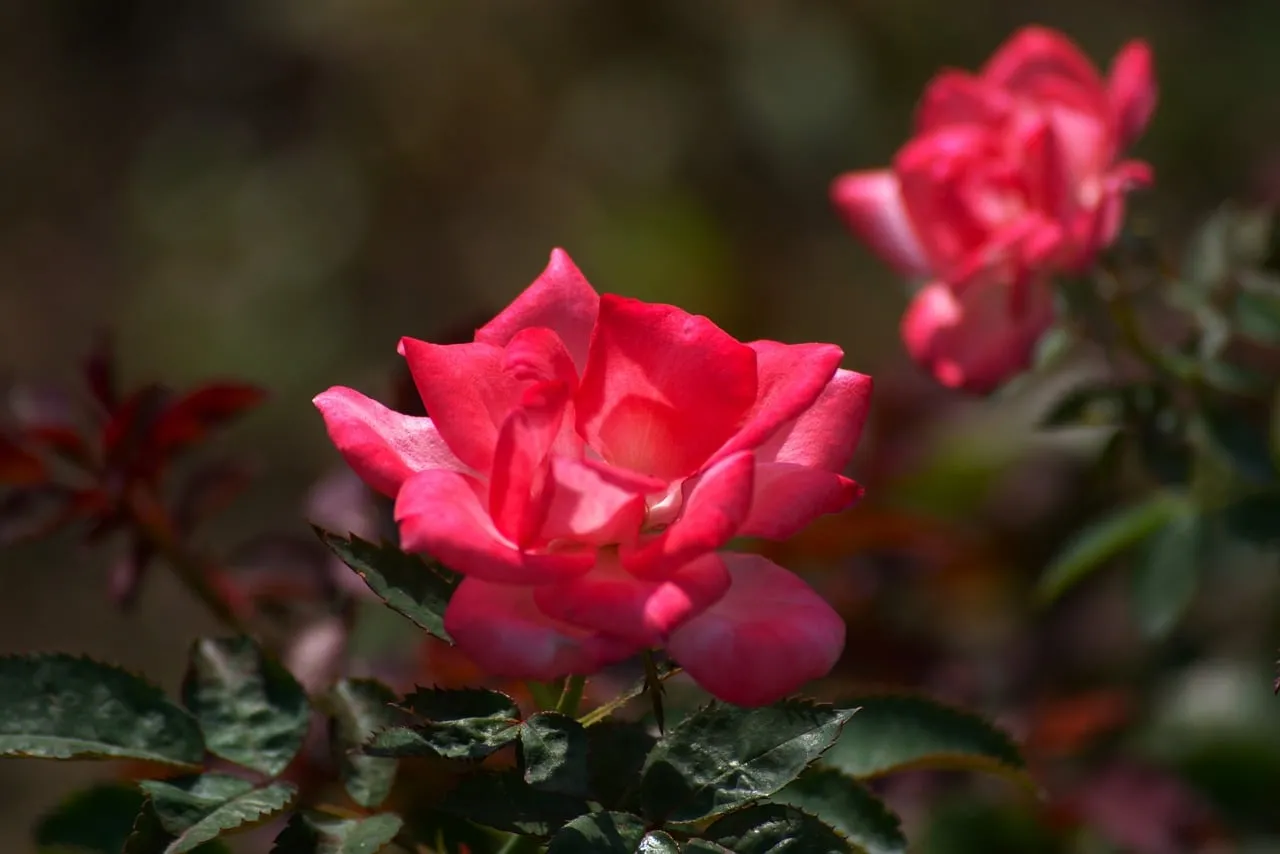 Vibrant Red Rose: A Macro Bloom in Summer Garden