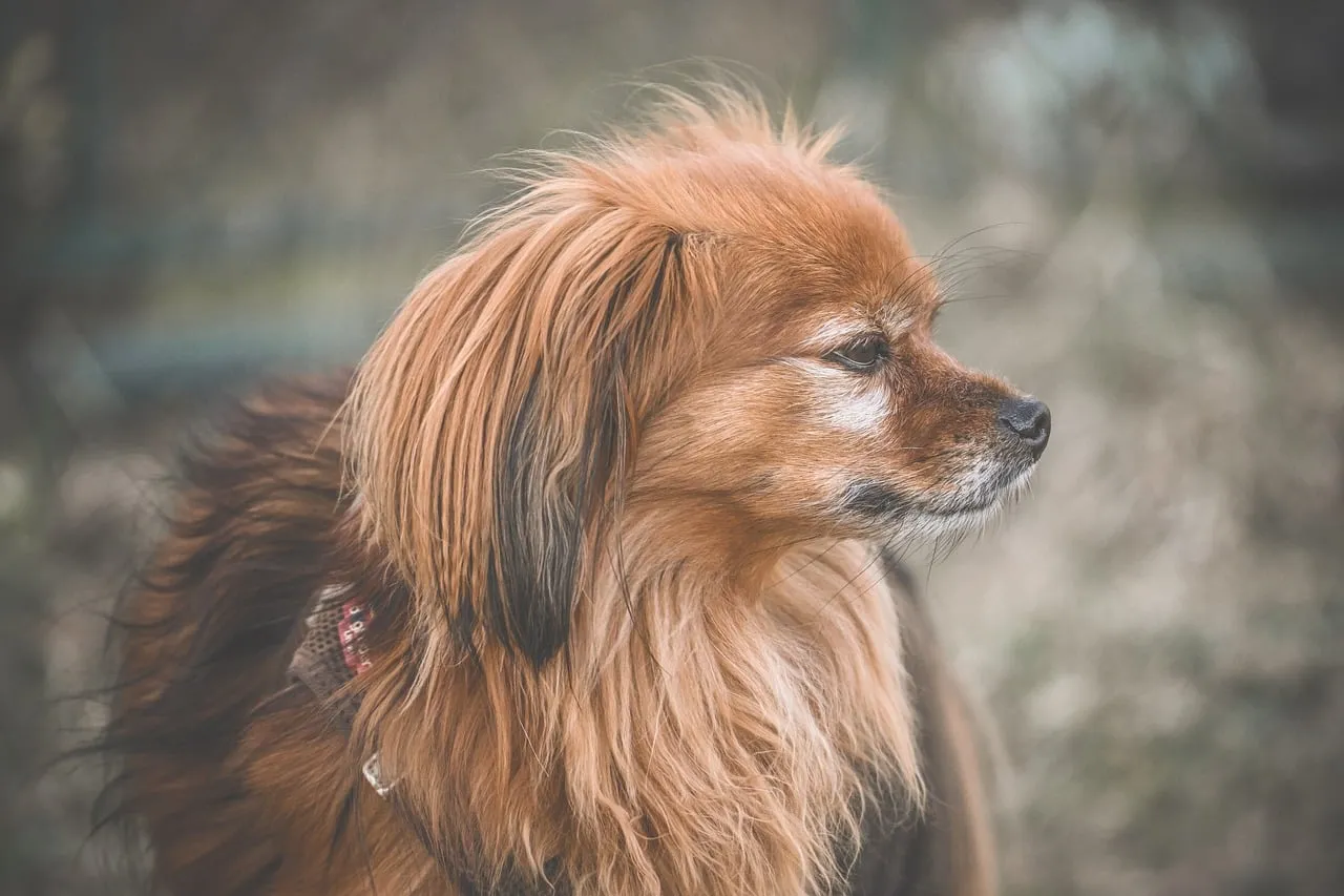 Charming Long-Haired Dog Portrait in Nature