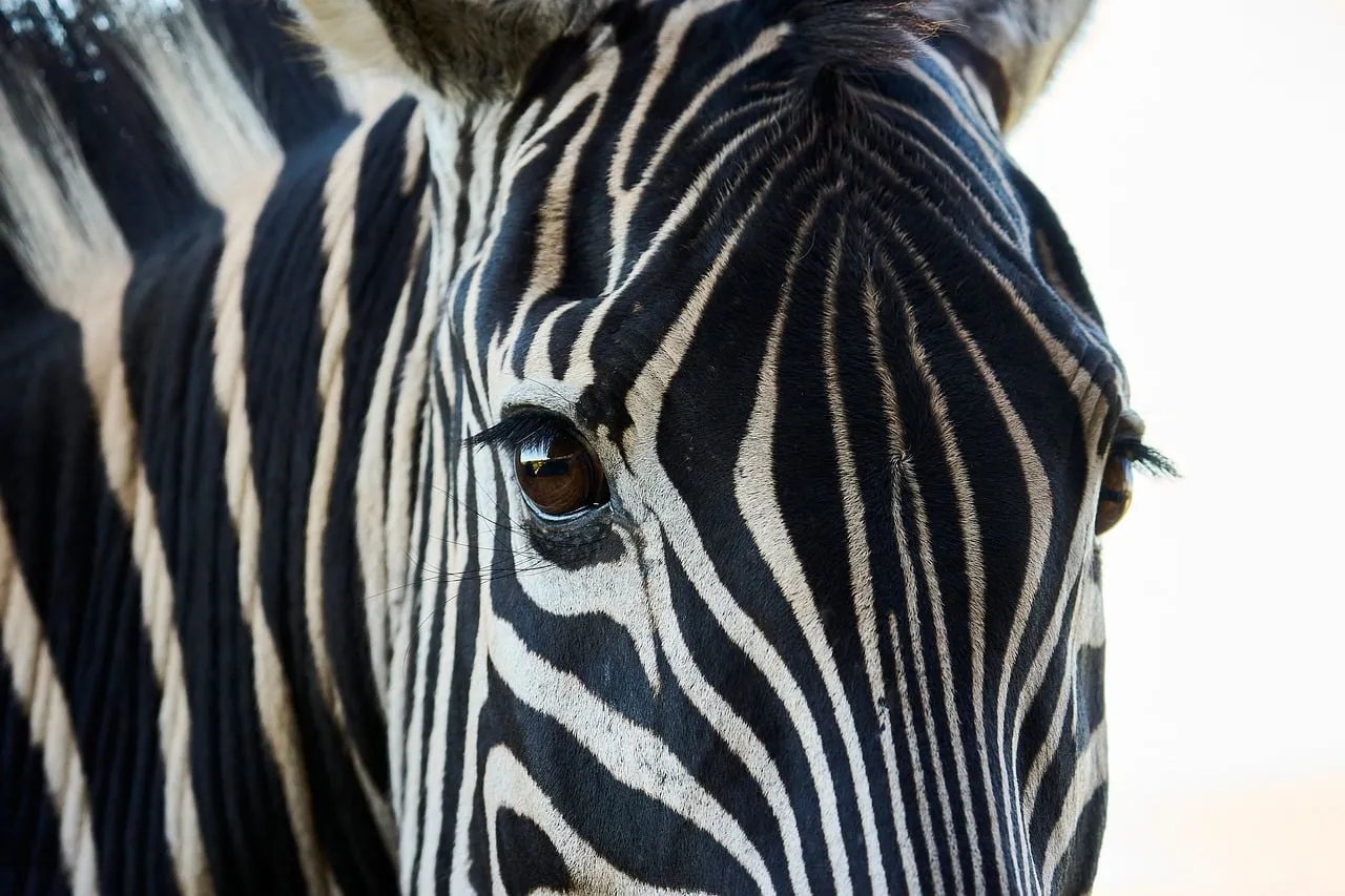 Striking Zebra Close-up: Nature's Intricate Striped Beauty