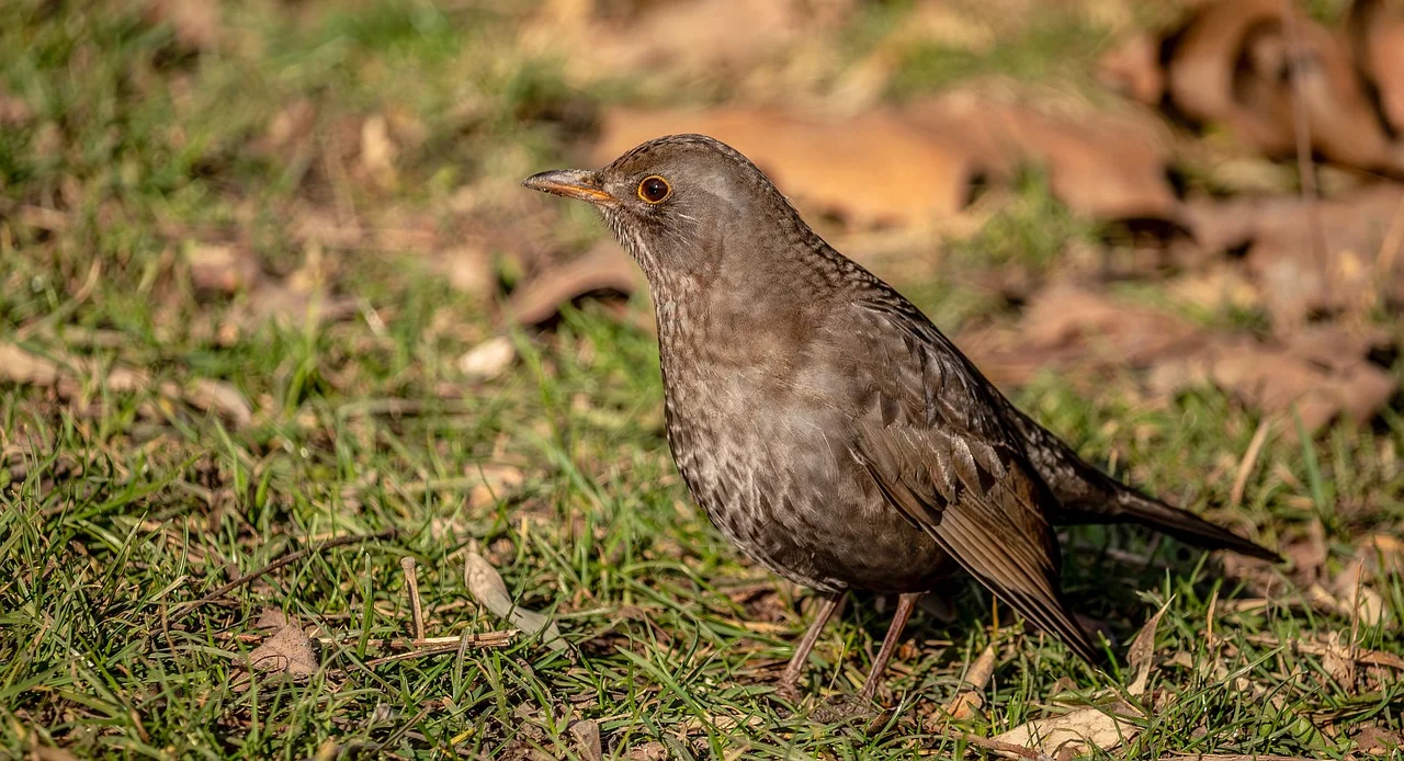 Stunning Close-Up: Female Blackbird Foraging in Winter Garden
