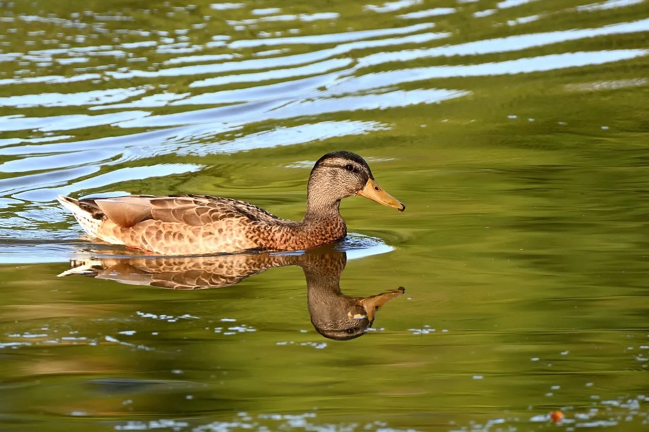Serene Mallard Gliding: A Tranquil Nature Reflection