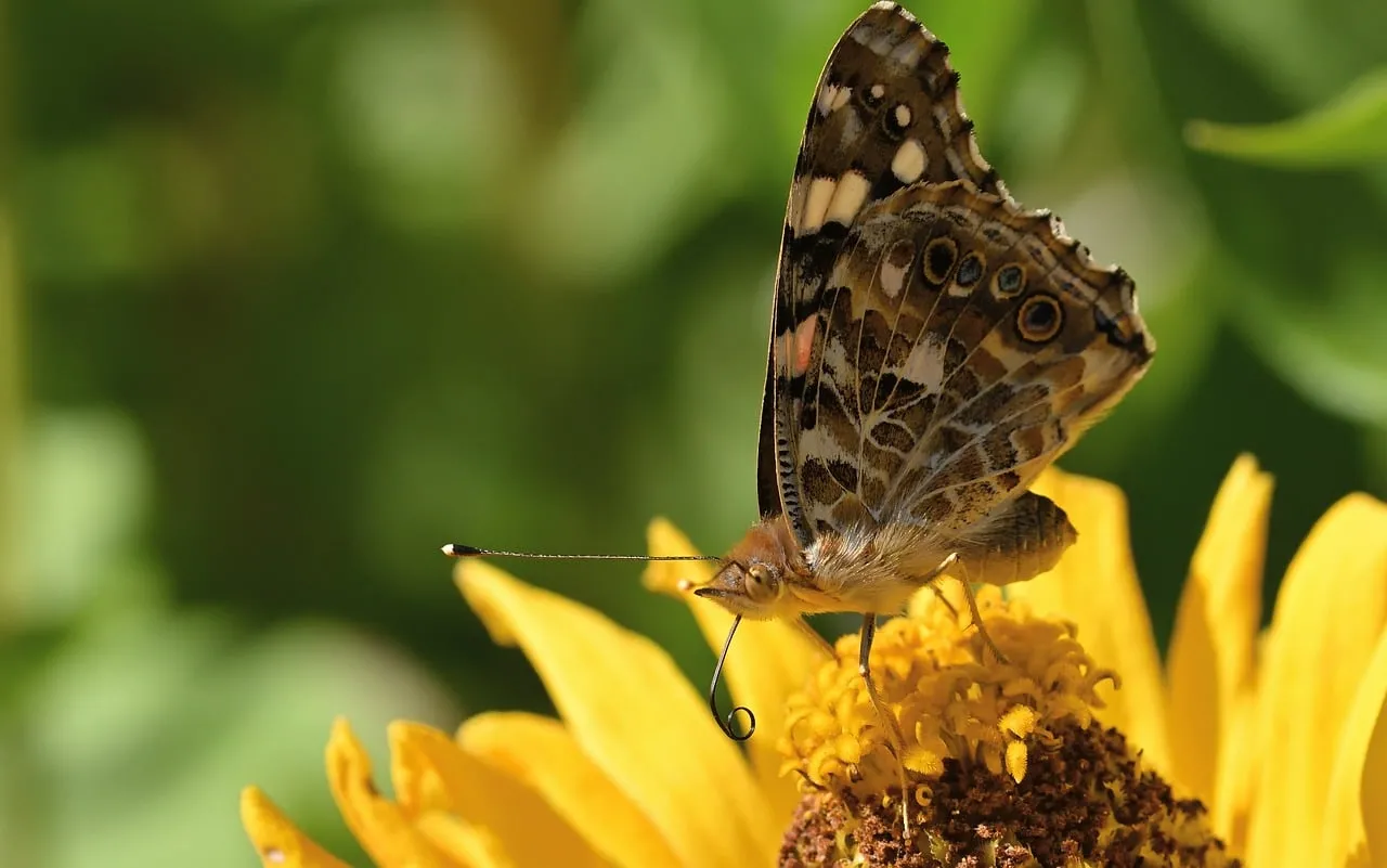 Vibrant Zinnia: Painted Lady Butterfly's Summer Feast
