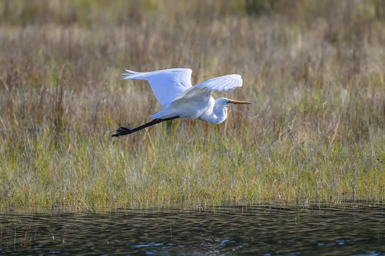 Graceful Egret Soaring Over Wetlands