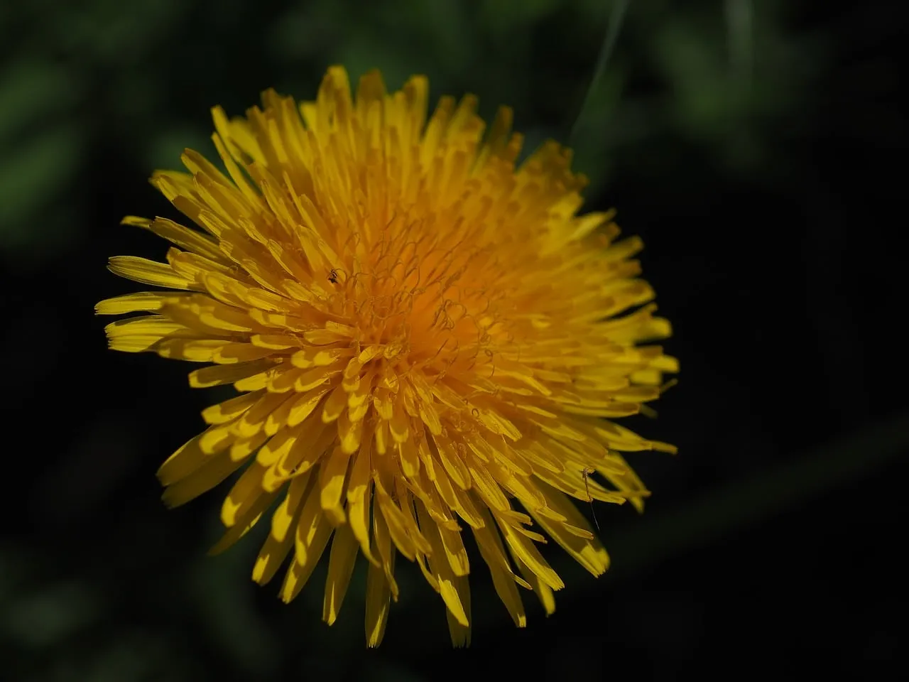 Vibrant Yellow Dandelion Macro on Dark Background