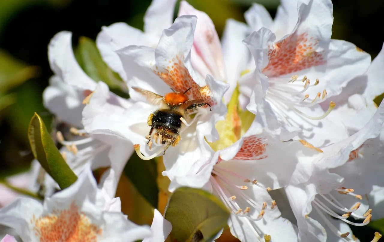 Vibrant Spring: Bumblebee Pollinating White Rhododendron
