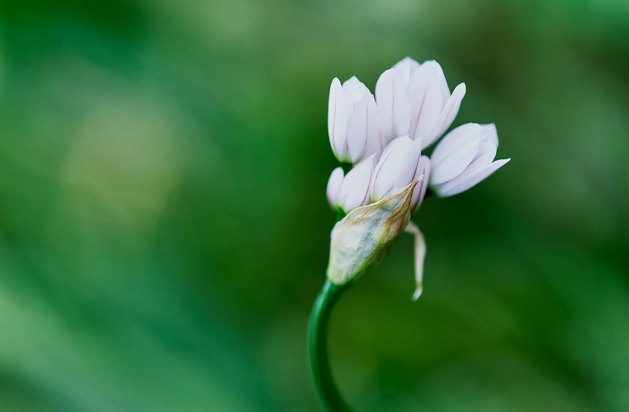 Delicate Pale Pink Allium Blossoms in Spring Macro