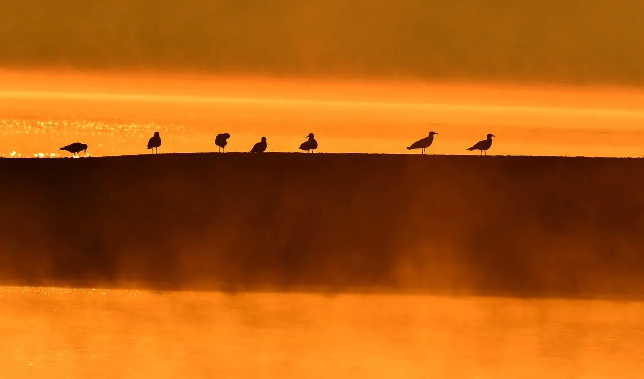 Golden Hour Serenity: Birds Silhouetted at Dawn