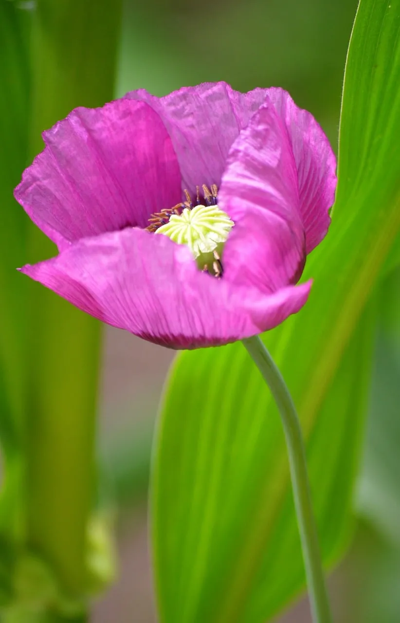 Vibrant Poppy Bloom: A Stunning Floral Delight