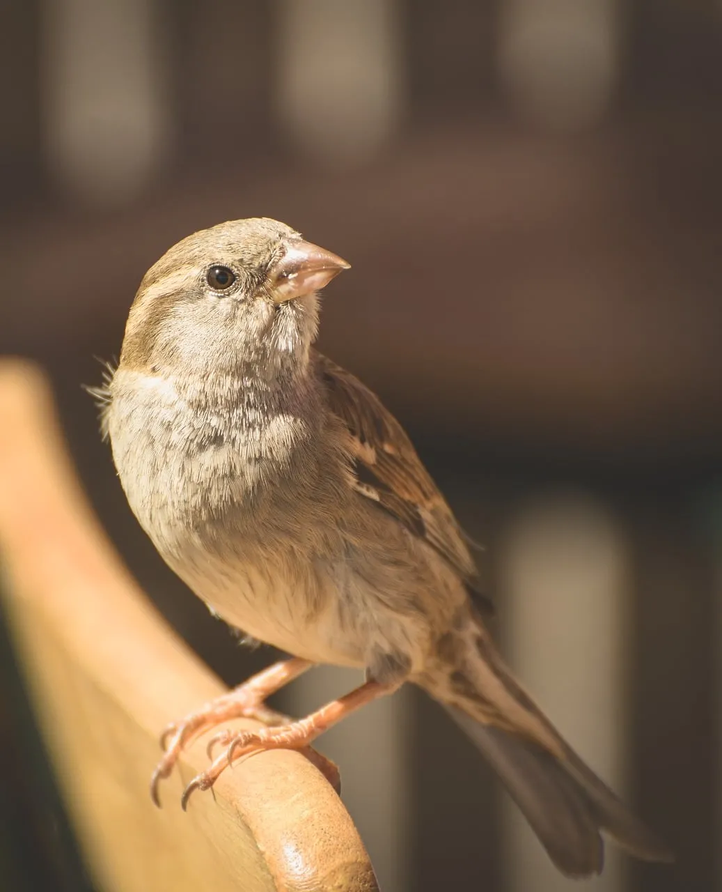 Charming House Sparrow Perched in Golden Sunlight